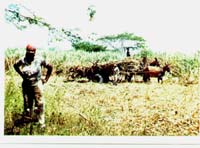 Sugarcaneworker